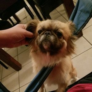 Meet your Posher, Rosa