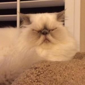 Meet your Posher, Sandy