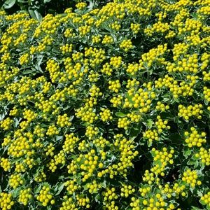 Meet your Posher, Manasi