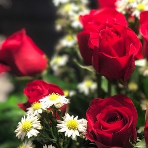 Meet your Posher, Dominique