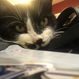 Meet your Posher, Molly