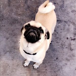 Meet your Posher, Itsel