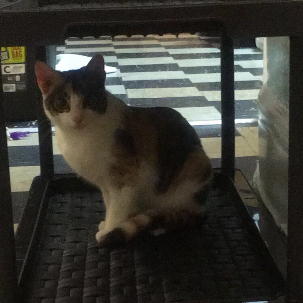 Meet your Posher, Iyanna