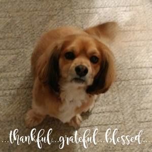 Meet your Posher, Ellen