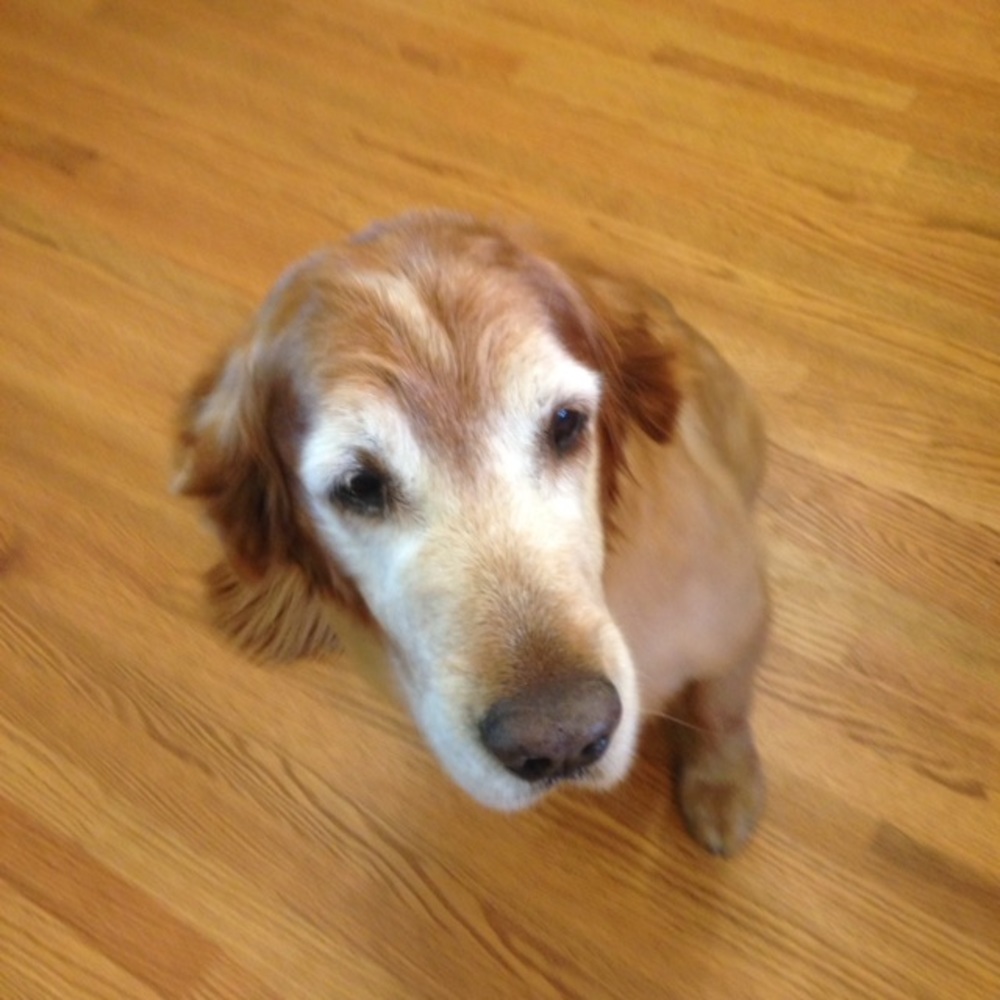 Meet your Posher, Rhonda