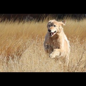 Meet your Posher, Wendy