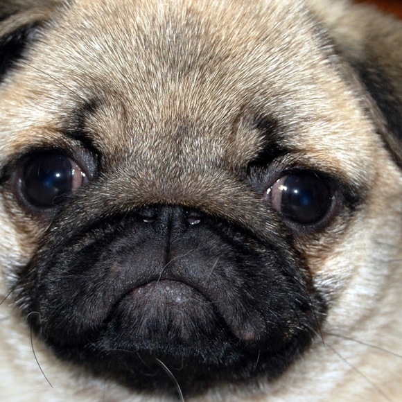 Meet your Posher, Judith - Picture 1 of 1