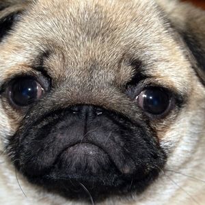 Meet your Posher, Judith