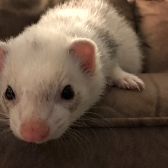 Meet your Posher (or “Posh-ah” as I say...) Jess😚 - Picture 4 of 5