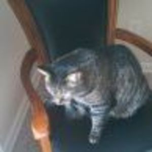 Meet your Posher, Dawn