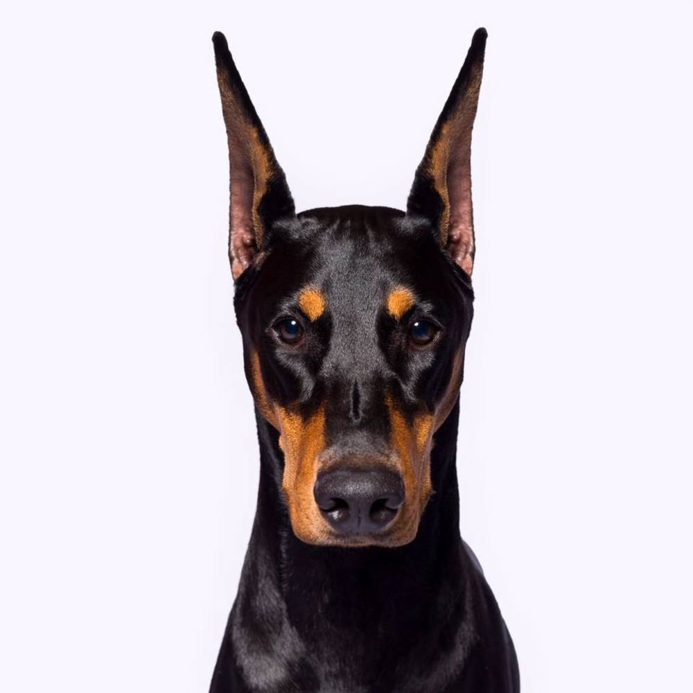 Meet your Posher, Jen