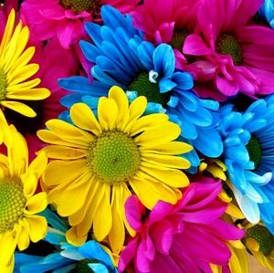 Meet your Posher, Shirey