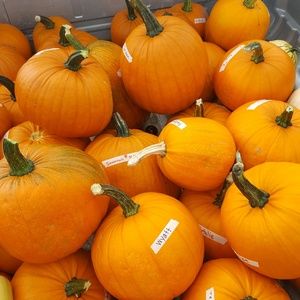 Meet your Posher, Ann