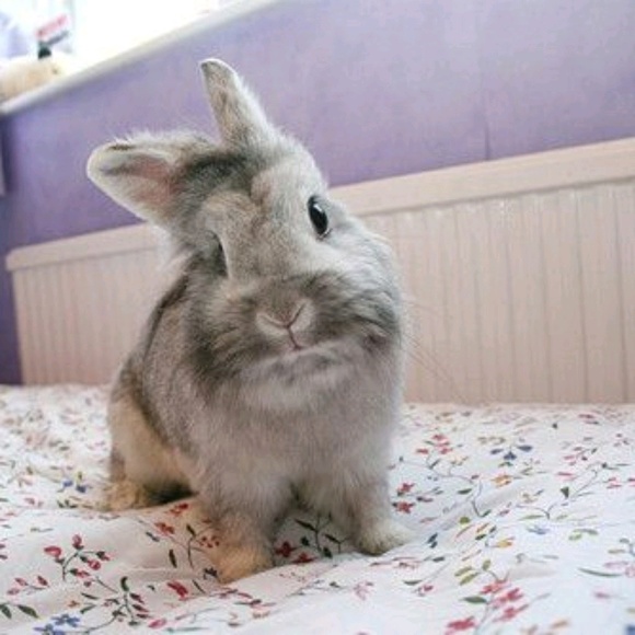 Meet your Posher, Laurel - Picture 1 of 1