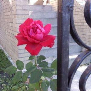 Meet your Posher, Minerva