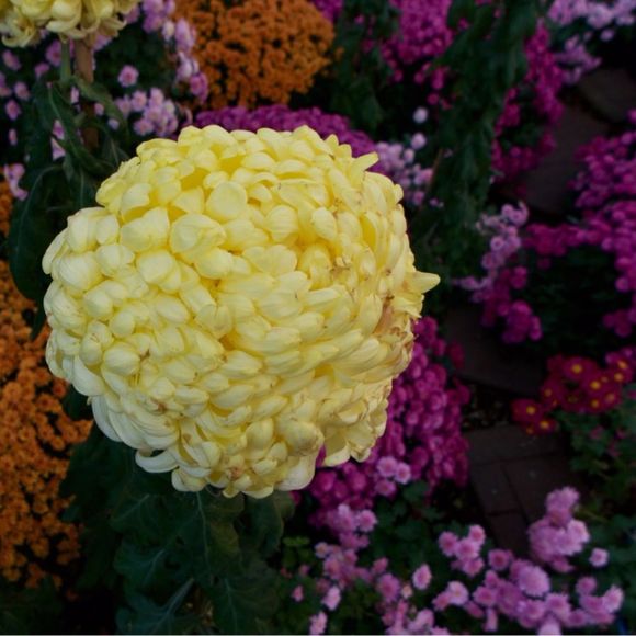 Meet your Posher, Jackieo - Picture 2 of 4