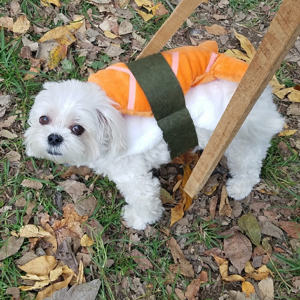 Sushi Costume Small Dog