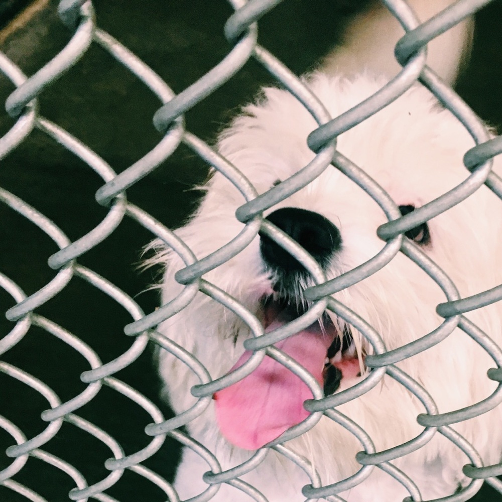 Meet your Posher, Lo