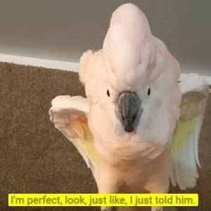 Meet your Posher, Lisa