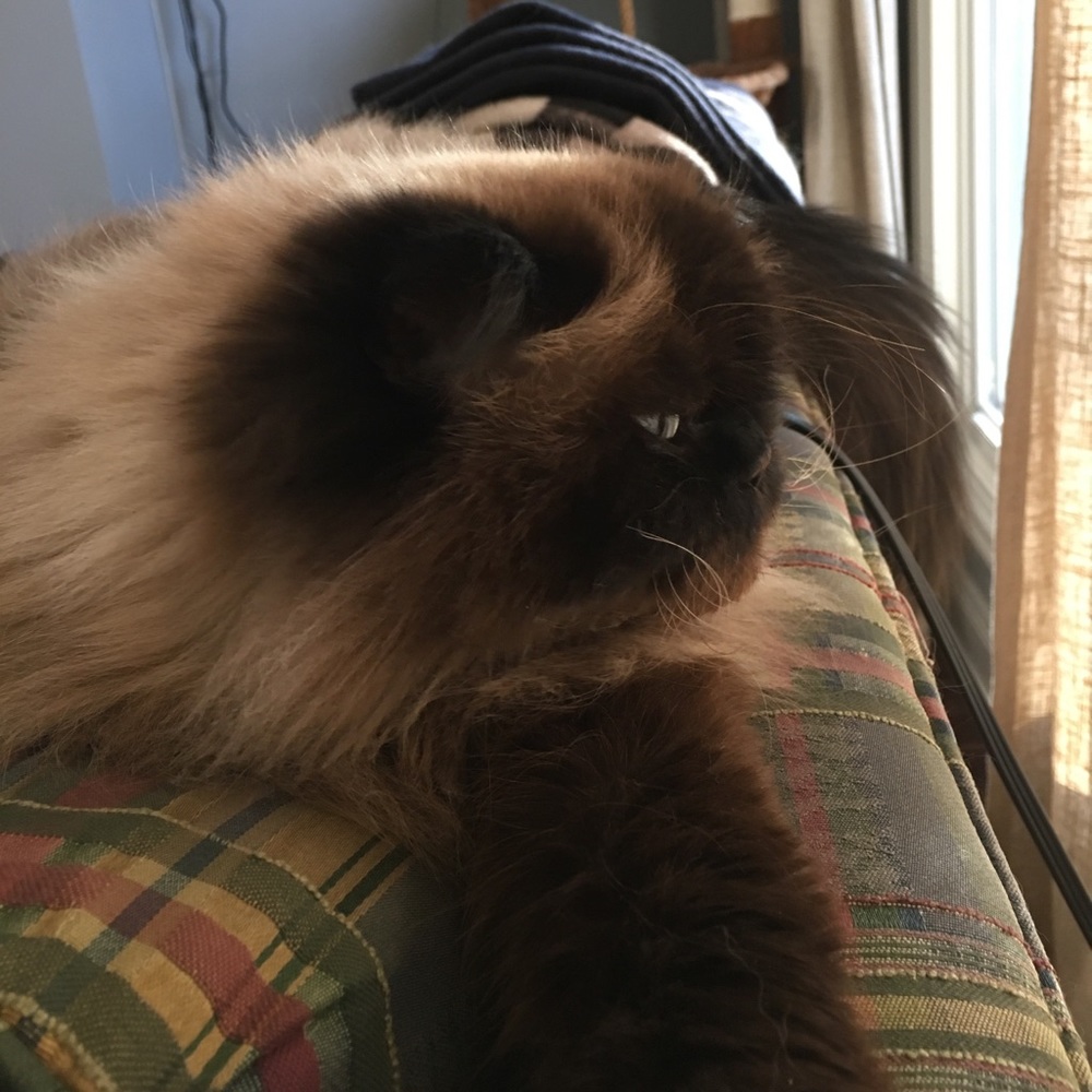 Meet your Posher, Savannah