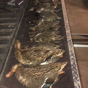 Meet your Posher, Sam