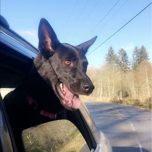 Meet your Posher, Devyn