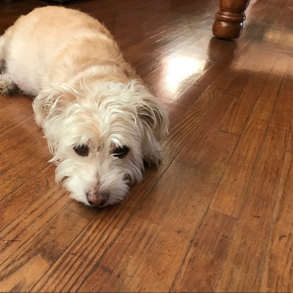 Meet your Posher, Susana