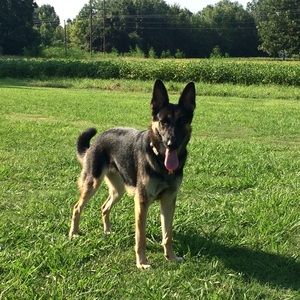 Meet your Posher, Jesse