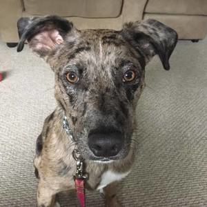 Meet your Posher, Alison