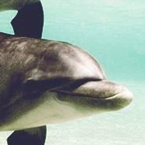 Meet your Posher, Susie