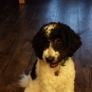 Meet your Posher, Gabrielle