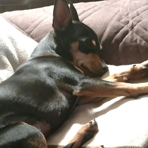 Meet your Posher, Jesse - Picture 1 of 1