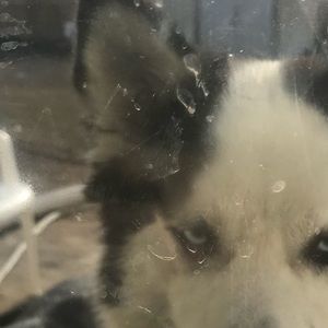 Meet your Posher, Pedro