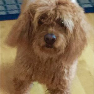 Meet your Posher, Lora