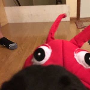 Meet your Posher, Carter