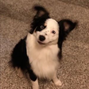 Meet your Posher, Victor