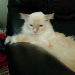 Meet your Posher, Krystal