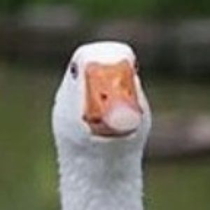 Meet your Posher, Dale