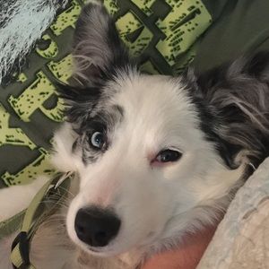 Meet your Posher, Sylvia