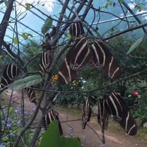 Meet your Posher, Amie