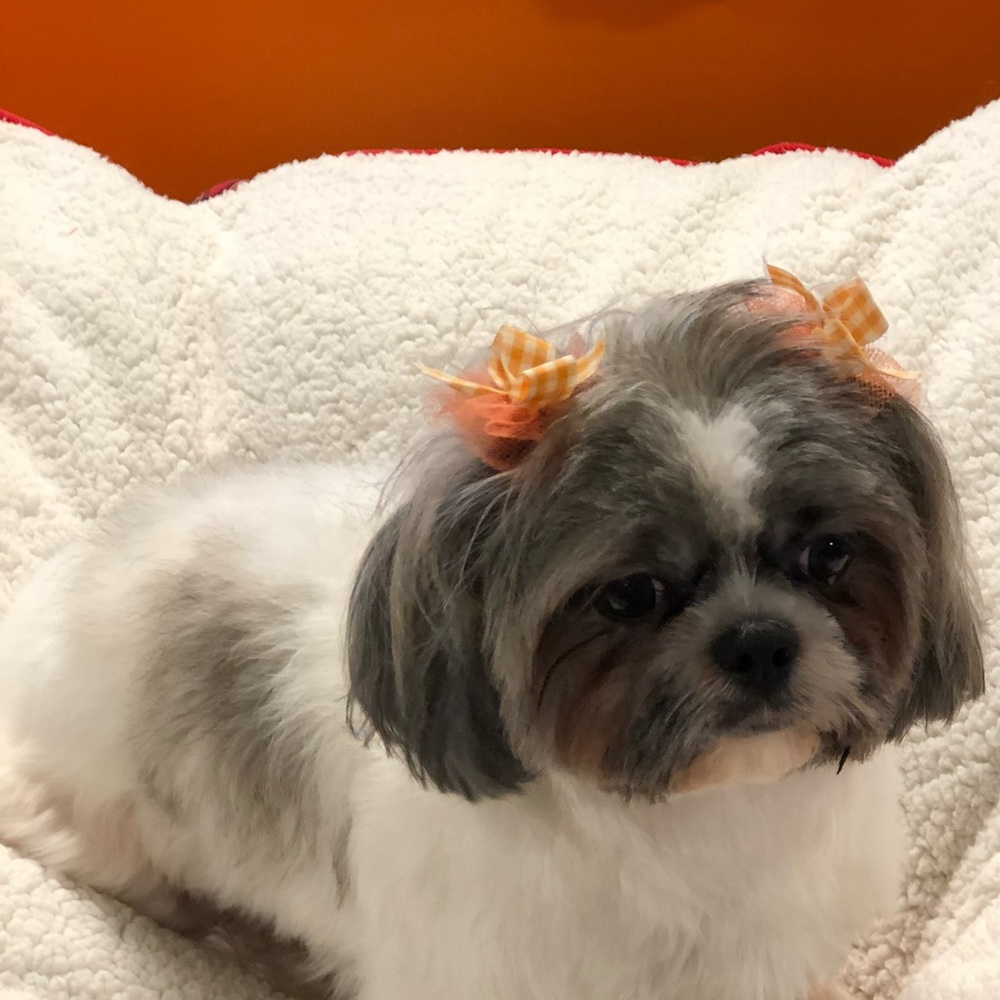 Meet your Posher, Tosha