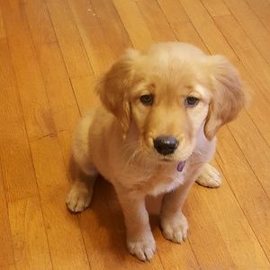 Meet your Posher, Garrah