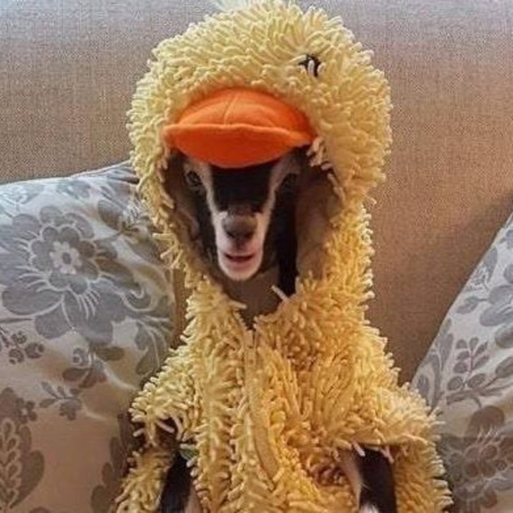 Meet your Posher, Patricia