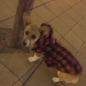 Meet your Posher, Lawrence