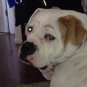 Meet your Posher, Ricky