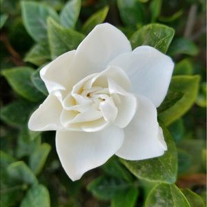 Meet your Posher, Sanaa