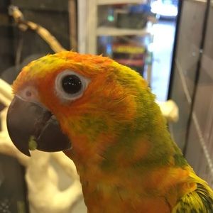 Meet your Posher, Bennett