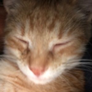 Meet your Posher, Selvyn