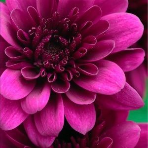 Meet your Posher, Mariam