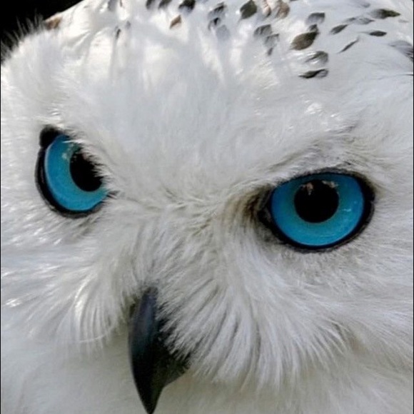 Meet your Posher, Brenda - Picture 1 of 1